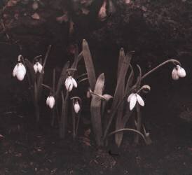 Snowdrops (perce-neige ou perce neige) (anonyme) - Muzeo.com