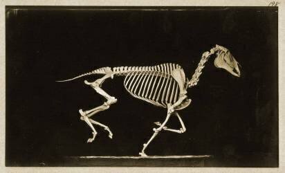 Squelette d'un cheval courant (Eadweard Muybridge) - Muzeo.com