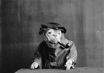 Un vieux chien de mer (anonyme) - Muzeo.com