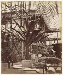 Crystal Palace : Nef près de la jonction du transept Nord, vers le Nord (Henry Negretti) - Muzeo.com