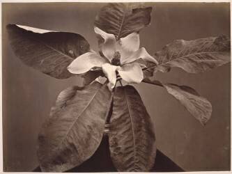 Fleur et feuilles (Charles Aubry) - Muzeo.com