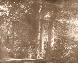 Hêtres de l'abbaye Sainte-Marie de Lacock (William Henry Fox Talbot) - Muzeo.com