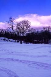 Purple Central Park Winter Nº2 (Guilherme Pontes) - Muzeo.com
