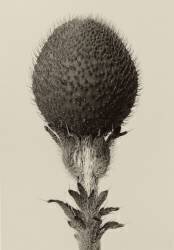 Thorned bulbous plant (Karl Blossfeldt) - Muzeo.com