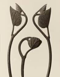 Tiges et feuilles d'Aristolochia (Karl Blossfeldt) - Muzeo.com