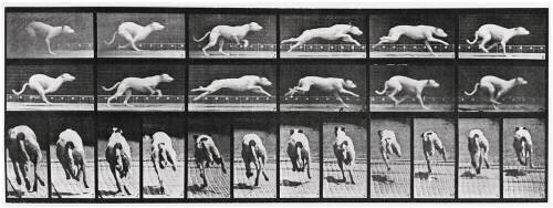 Album sur la décomposition du mouvement, Animal Locomotion: chien (Eadweard Muybridge) - Muzeo.com