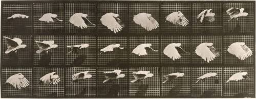 Le Perroquet volant (Eadweard Muybridge) - Muzeo.com