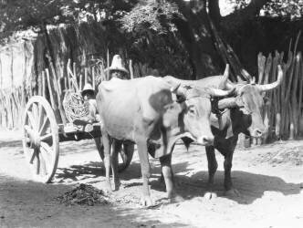Team of Oxen (Tina Modotti) - Muzeo.com