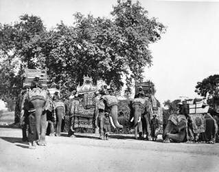 A Group of H E The Viceroy's Elephants and their State Trappings (Samuel Bourne) - Muzeo.com