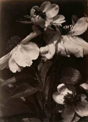 Anénomes en fleurs (Charles Aubry) - Muzeo.com