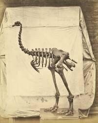 Dinornis Elephantopus Dinosaur (Roger Fenton) - Muzeo.com