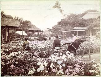 Iris garden in Tokyo (Felice Beato) - Muzeo.com