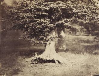 The Beech Tree (Gustave Le Gray) - Muzeo.com