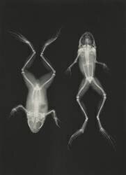 Diagnostic Radiology, X-rays  X-ray of two frogs (Josef Maria Eder) - Muzeo.com