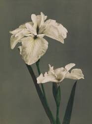 Iris Kaempfer (Ogawa Kazumasa) - Muzeo.com