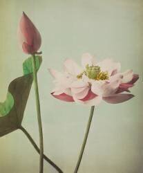 Lotus (Ogawa Kazumasa) - Muzeo.com