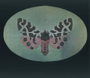 Papillon de nuit tigre (Arthur E. Morton) - Muzeo.com