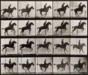 Saut d'obstacle, cheval noir (Eadweard Muybridge) - Muzeo.com