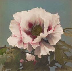 Tree Peony (Ogawa Kazumasa) - Muzeo.com