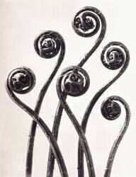 Adiantum Pedatum (Karl Blossfeldt) - Muzeo.com