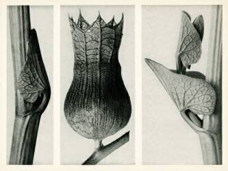 Aristolochia Clematitis (Karl Blossfeldt) - Muzeo.com