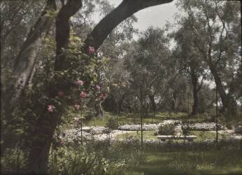 Beaulieu, villa Salles, roseraie (anonymous) - Muzeo.com