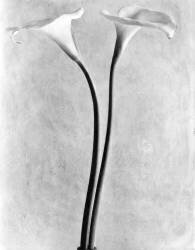 Calla Lilies (Tina Modotti) - Muzeo.com