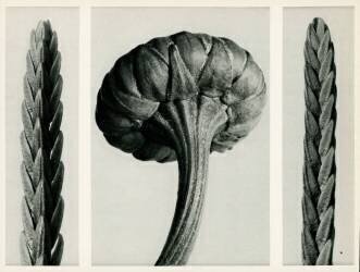 Cassiope Tetragona (Karl Blossfeldt) - Muzeo.com