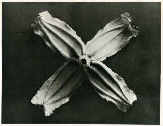 Clematis Integrifolia (Karl Blossfeldt) - Muzeo.com