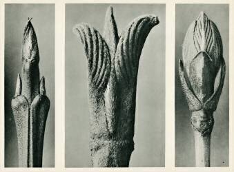 Cornus Brachypoda (Karl Blossfeldt) - Muzeo.com