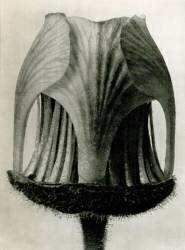Geum Rivale (Karl Blossfeldt) - Muzeo.com