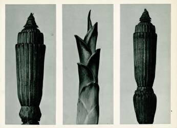 Horsetail Rush (Karl Blossfeldt) - Muzeo.com