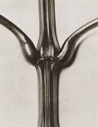 Impatiens glandulifera (Karl Blossfeldt) - Muzeo.com