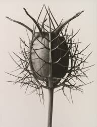 Nigella damascena seed capsule (Karl Blossfeldt) - Muzeo.com