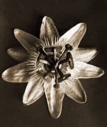 Passiflora (Karl Blossfeldt) - Muzeo.com
