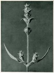 Salvia (Karl Blossfeldt) - Muzeo.com