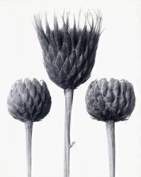 Serratula Nudicaulis (Karl Blossfeldt) - Muzeo.com