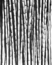 Sugar Cane, Mexico (Tina Modotti) - Muzeo.com