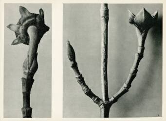 Untitled Study (Karl Blossfeldt) - Muzeo.com