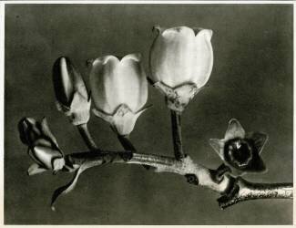 Vaccinium Corymbosum (Karl Blossfeldt) - Muzeo.com