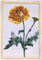 , Ranunculus repens Var: Pleniflorus (Pierre-Joseph Buchoz) - Muzeo.com