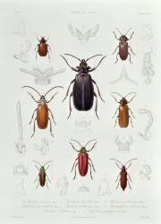 A Collection of Coleoptera found in Chile (French School) - Muzeo.com
