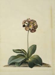 A Pink Variegated Auricula (Georg Dionysius Ehret) - Muzeo.com