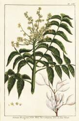 Ailanthus altissima (anonymous) - Muzeo.com