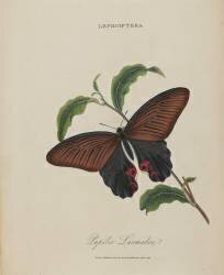 Album Donovan : Histoire naturelle de la Chine : les insectes (Edward Donovan) - Muzeo.com