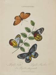 Album Donovan : Histoire naturelle de la Chine : les insectes (Edward Donovan) - Muzeo.com