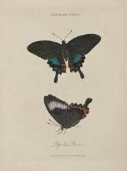 Album Donovan : Histoire naturelle de la Chine : les insectes (Edward Donovan) - Muzeo.com