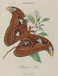 Album Donovan : Histoire naturelle de la Chine : les insectes (Edward Donovan) - Muzeo.com