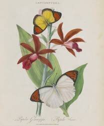 Album Donovan : Histoire naturelle de la Chine : les insectes (Edward Donovan) - Muzeo.com