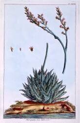 Aloe (Pierre-Joseph Buchoz) - Muzeo.com